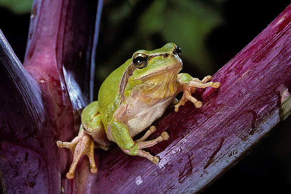 Hyla meridionalis (rainette)