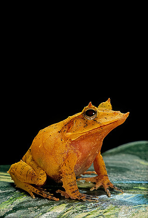 Ceratobatrachus guentheri
