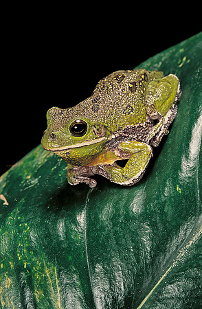 Hyla gratiosa