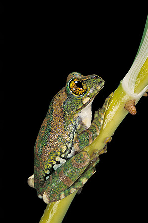 Leptopelis vermiculatus