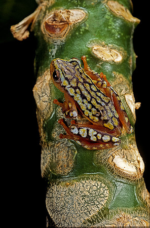 Hyperolius puncticulatus amani