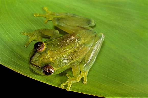 Hyperolius sp.