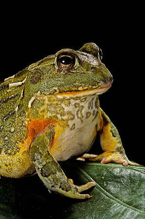 Pyxicephalus adspersus