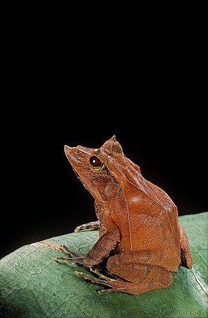 Ceratobatrachus guentheri