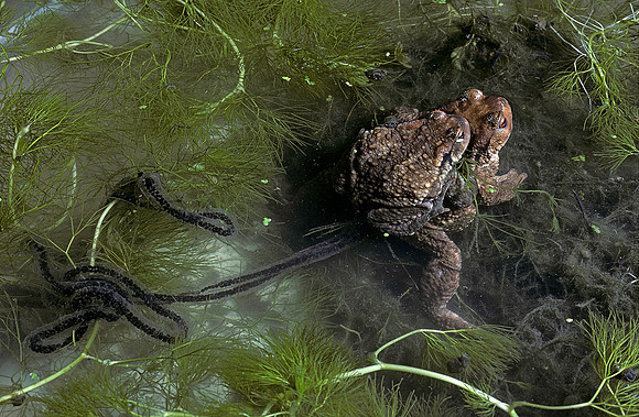 Bufo bufo (crapaud commun) - accouplement