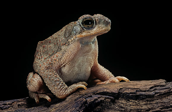 Anaxyrus punctatus (crapaud tacheté)