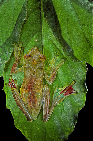 Rhacophorus prominanus
