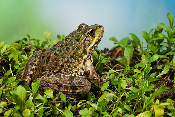 Grenouille verte