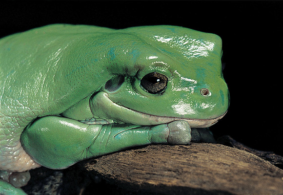 Litoria caerulea