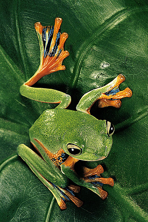 Rhacophorus reinwardtii (grenouille volante)