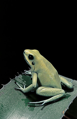 Phyllobates terribilis  f. mint