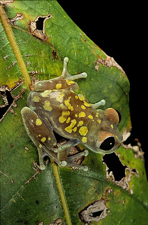 Leptopelis uluguruensis