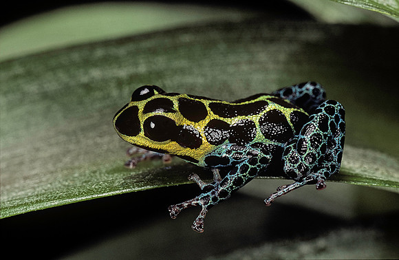 Ranitomeya imitator