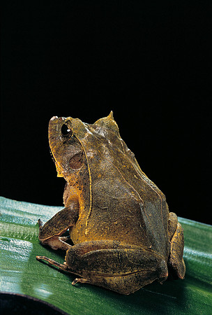 Ceratobatrachus guentheri