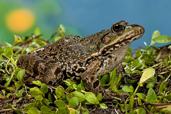 Grenouille verte