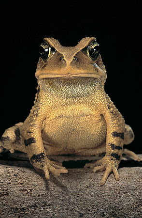 Bufo brauni
