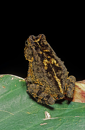 Bufo sp.