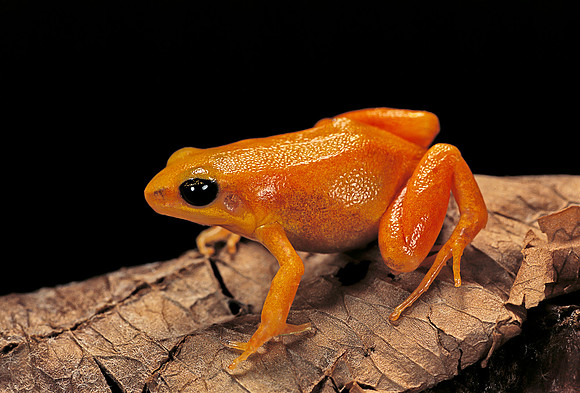 Mantella aurantiaca