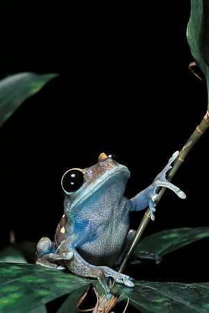 Leptopelis uluguruensis