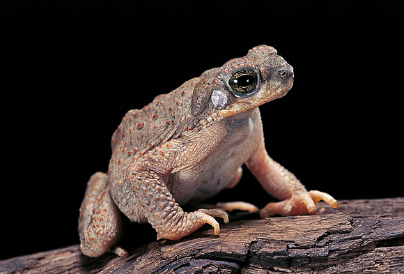 Bufo punctatus (crapaud tacheté)