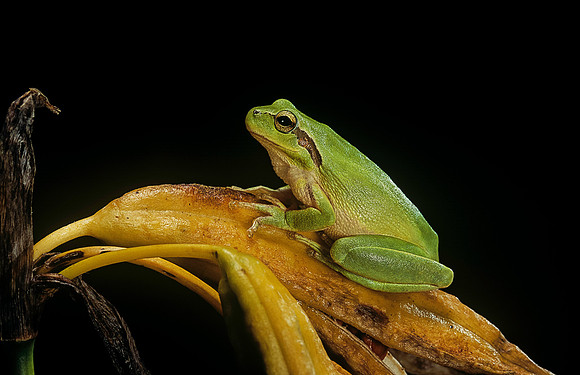 Hyla meridionalis (rainette)