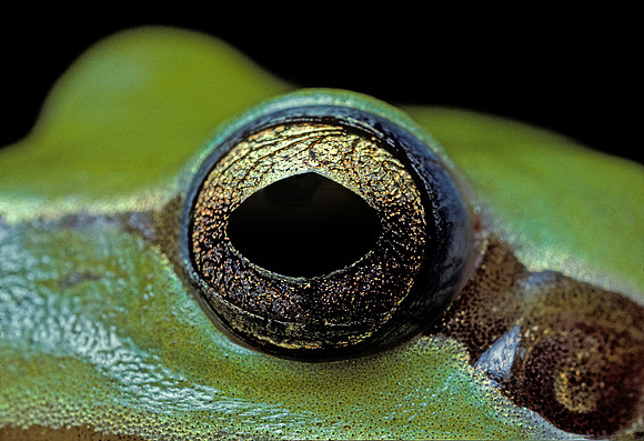 Hyla meridionalis (rainette) - œil