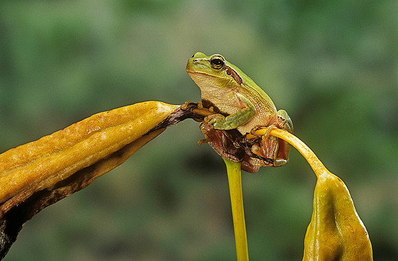 Hyla meridionalis (rainette)