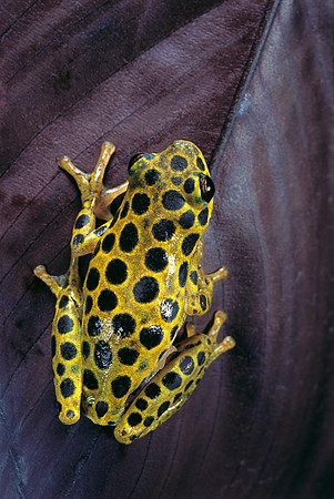 Hyperolius viridiflavus aposematicus