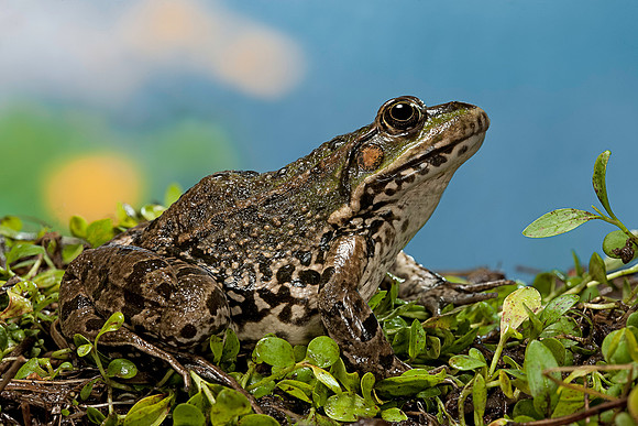 Grenouille verte