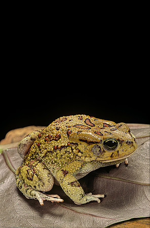 Amietophrynus garmani