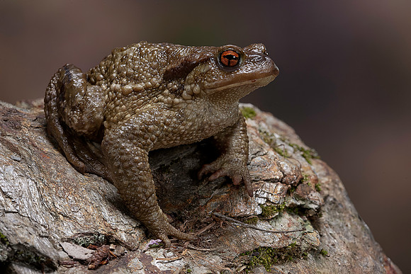 Bufo bufo (crapaud commun)