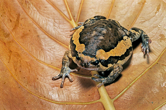 Kaloula pulchra