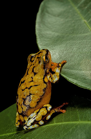 Hyperolius puncticulatus
