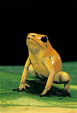 Phyllobates terribilis