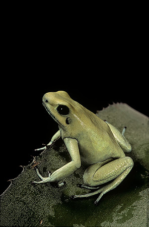 Phyllobates terribilis  f. mint