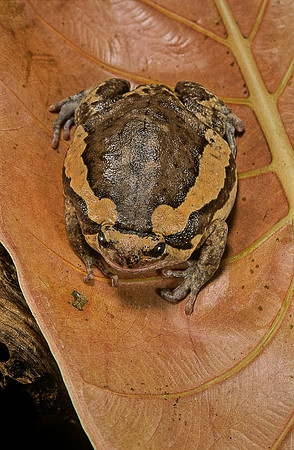 Kaloula pulchra