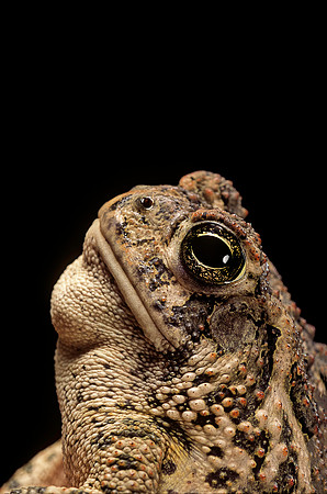 Anaxyrus americanus (crapaud d'Amérique)