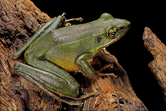 Odorrana hosii