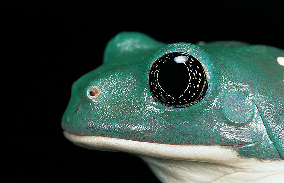 Pachymedusa dacnicolor