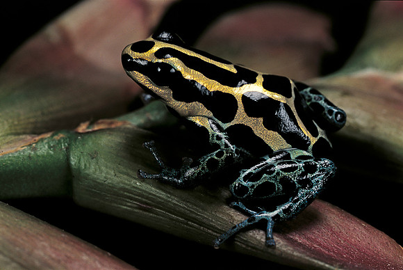 Ranitomeya ventrimaculata