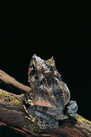 Ceratobatrachus guentheri