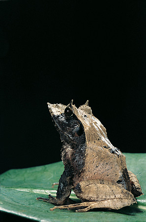 Ceratobatrachus guentheri