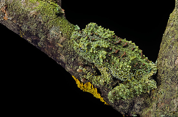 Theloderma corticale