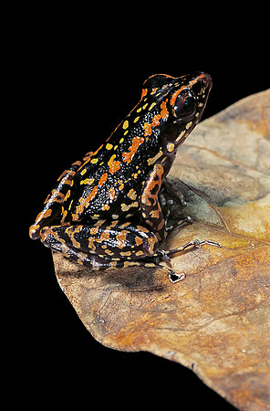 Hylarana signata