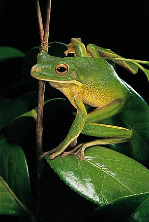 Litoria infrafrenata