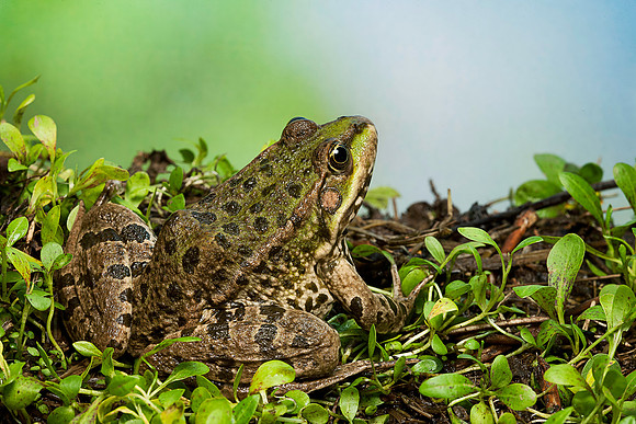 Grenouille verte
