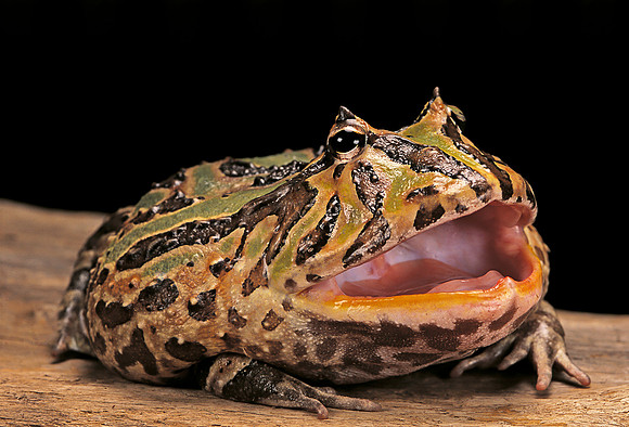 Ceratophrys cranwelli x cornuta