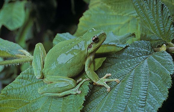 Hyla meridionalis (rainette) - dans un arbre