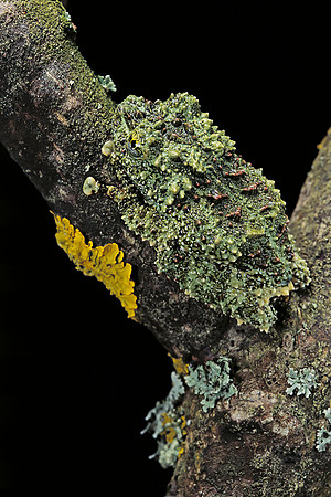 Theloderma corticale