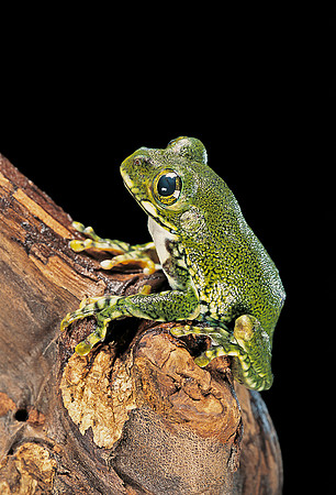 Leptopelis vermiculatus